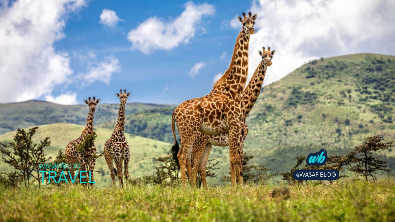 Tanzania Wildlife Safaris