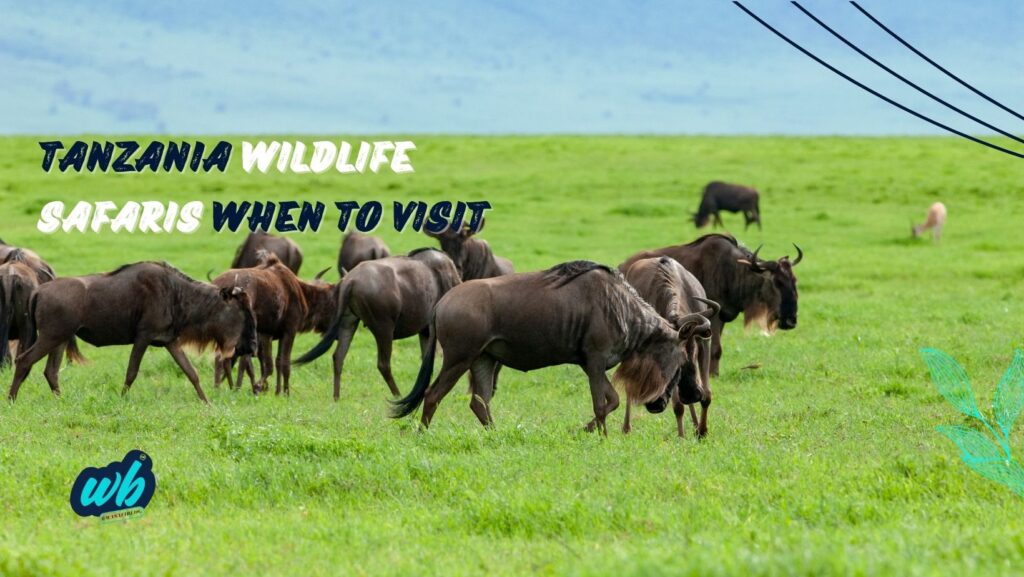 When To Visit Tanzania For Wildlife Safari Adventures wasafiblog 2