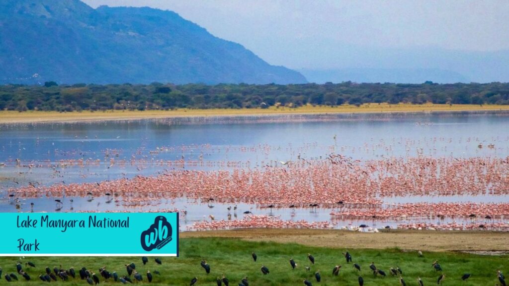 Top Best Tourist Attractions in Tanzania Lake Manyara np