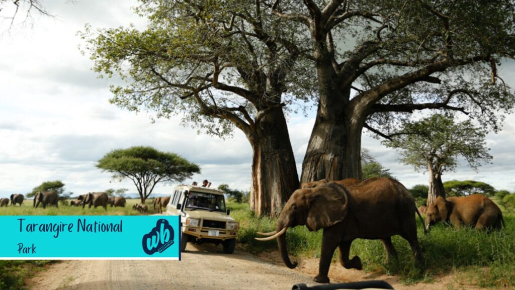 Top Best Tourist Attractions in Tanzania Tarangire