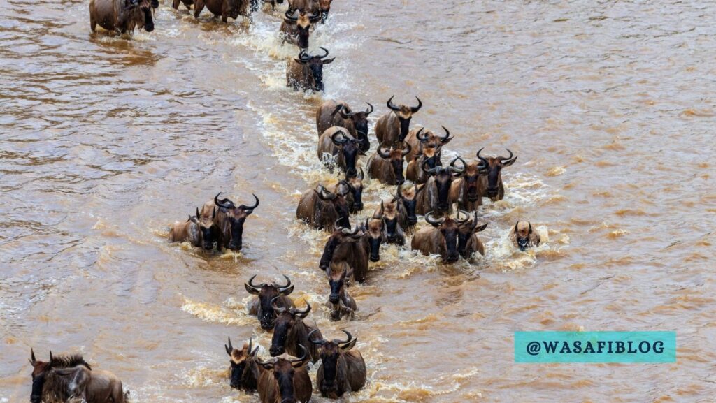 Witness the Great Wildebeest Migration River Crossing in 10 Days