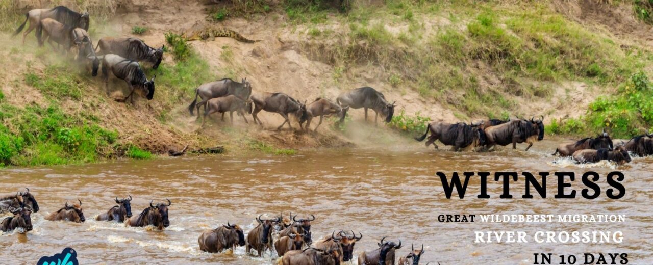 Great Wildebeest Migration River Crossing in 10 Days