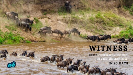 Great Wildebeest Migration River Crossing in 10 Days