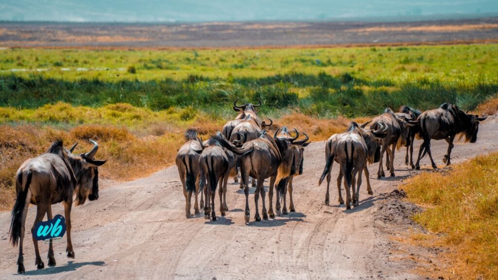 Witness the Great Wildebeest Migration River Crossing in 10 Days wasafiblog